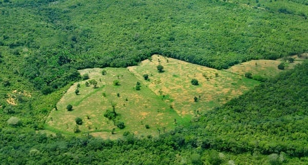 Why forests will make or break the climate fight