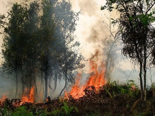 International panel submits report on transboundary haze